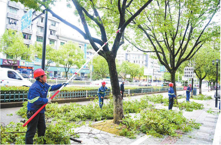 修剪行道树提升冬季绿化环境